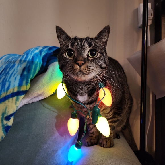 Meet your Posher, Devin - Picture 1 of 1